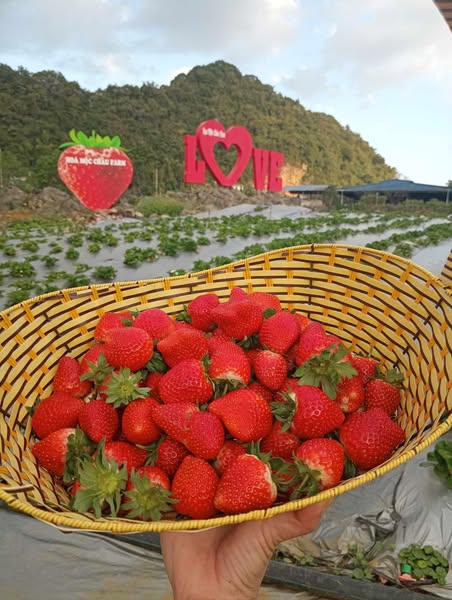 Stt bán dâu tây - Hoa Mộc Châu Farm 